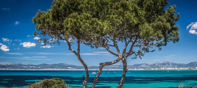 Mallorca Is Pure Magic – Cultural Exchange in Spain